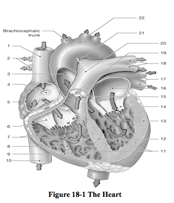 A&p Ch. 18 - Heart & Cardiovascular Function